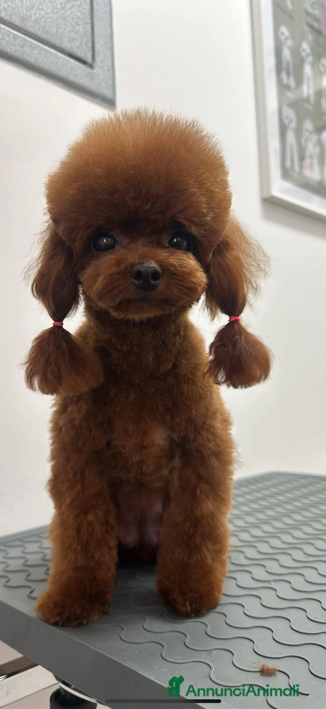 Barboncino Toy cani in vendita: Barboncino Asian teacup - Annuncio 2