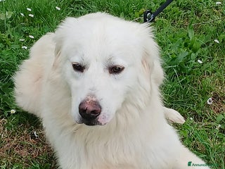 Meticcio cani DANTE HA BISOGNO DI UNA CASA E TANTO AMORE - Annuncio 15