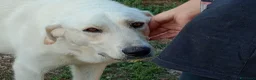 Meticcio cani in regalo: EDO CUCCIOLONE - Annuncio 8