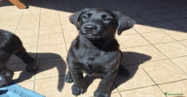 Labrador cani a Provincia di Padova - Annuncio 3