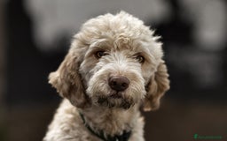 Lagotto cani per accoppiamento: Led Lagotto romagnolo cerca compagna a Provincia di Ascoli Piceno - Immagine 1