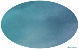 Meticcio gatti in regalo: Dusty - Immagine 2