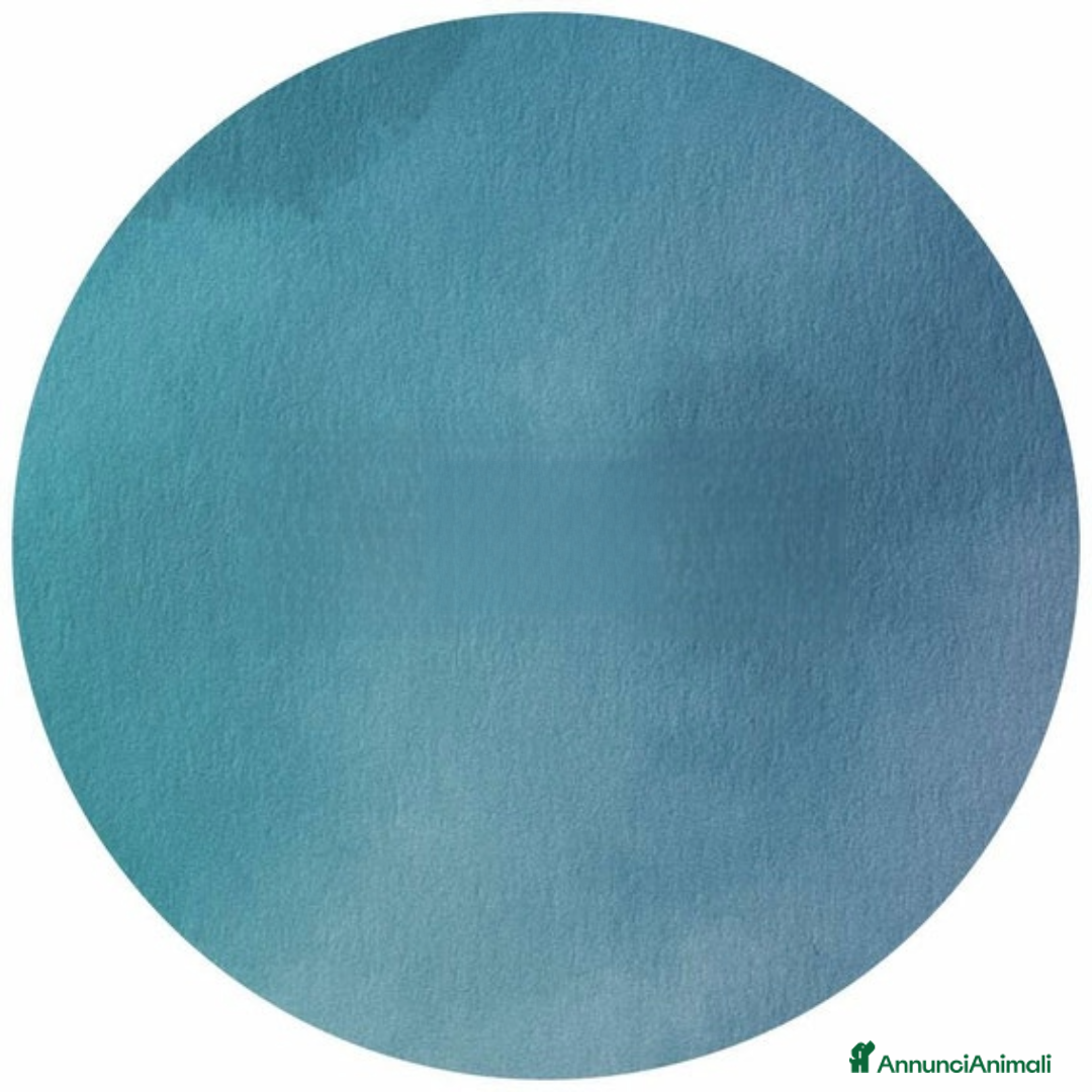 Meticcio gatti in regalo: Dusty - Immagine 2