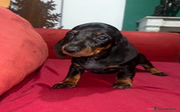 Bassotto cani in vendita: 2 cucciole femmine bassotto standard - Immagine 1