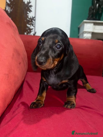 Bassotto cani - Annuncio 4