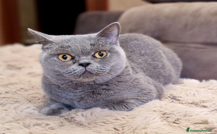 British gatti a Provincia di Monza e della Brianza - Annuncio 12