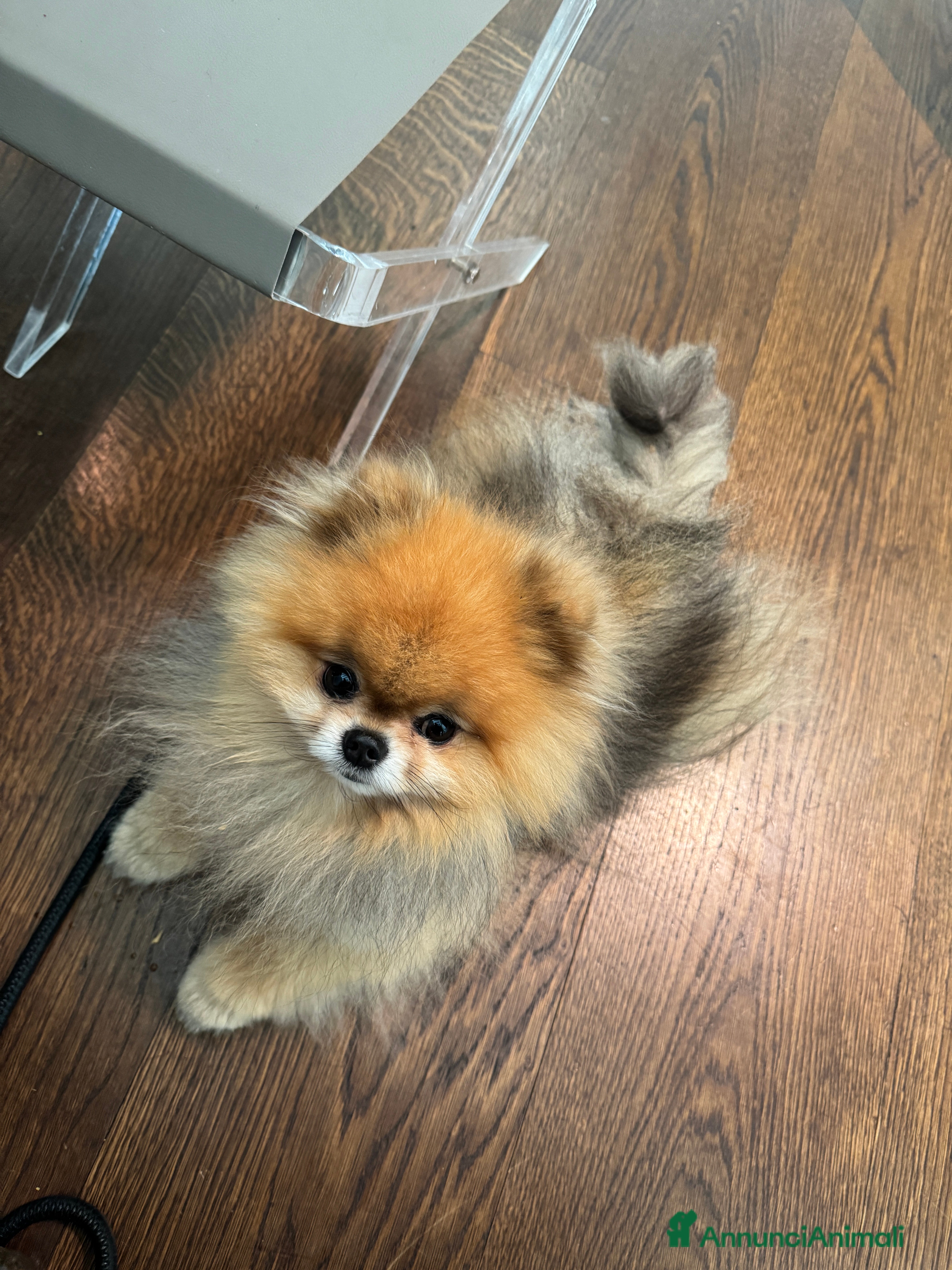 Volpino Pomerania cani Disponibile per accoppiamento - Annuncio 2