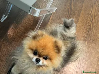 Volpino Pomerania cani Disponibile per accoppiamento - Annuncio 2