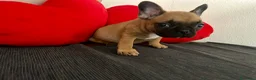 Bulldog Francese cani in vendita: Cucciolo di bulldog francese Mini Toy  - Annuncio 3