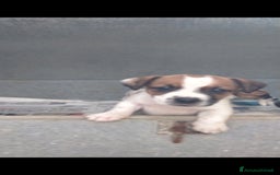 Jack Russell cani in vendita: jack Russell  a Provincia di Pescara - Immagine 3