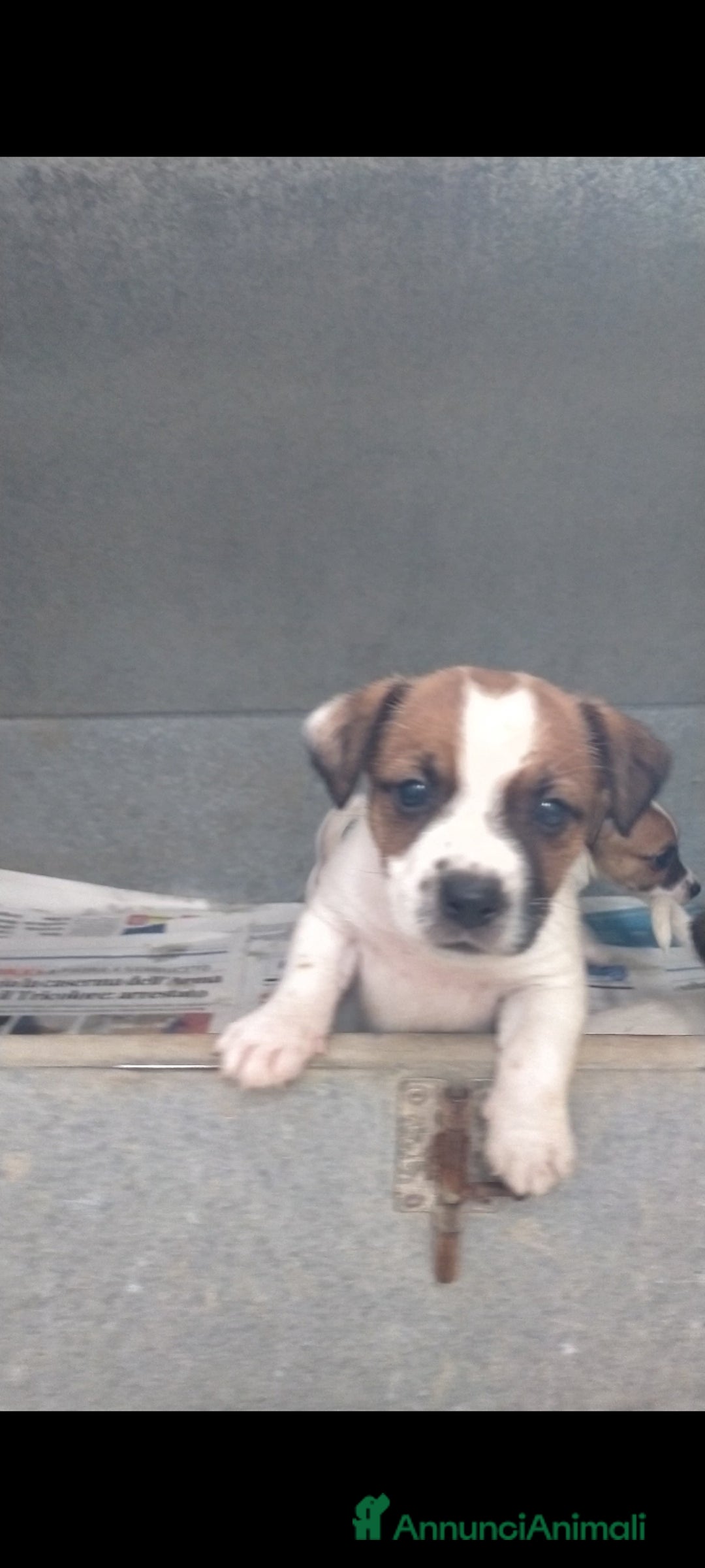 Jack Russell cani in vendita: jack Russell  a Provincia di Pescara - Immagine 3