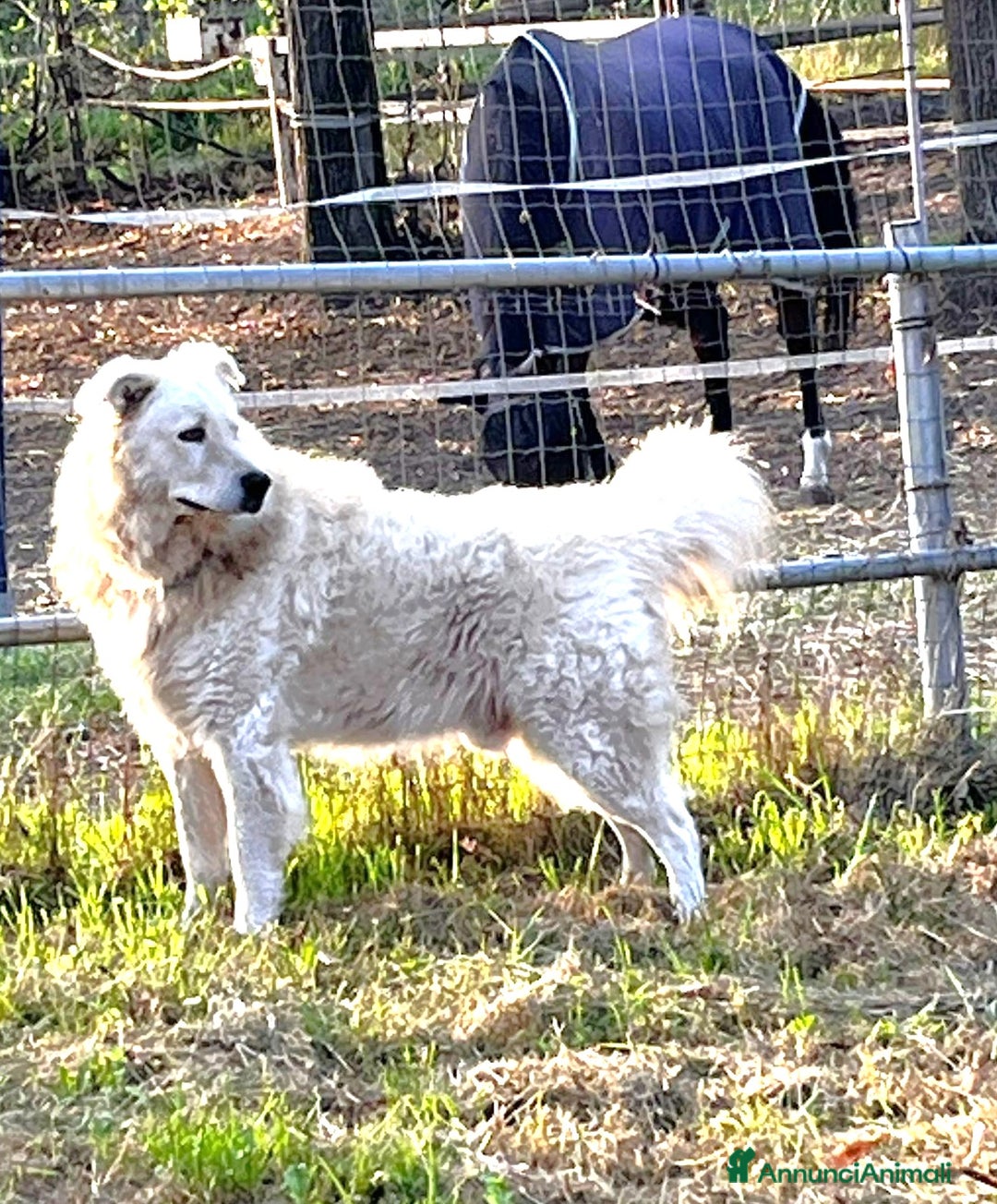Pastore Maremmano cani in regalo: ZACK giovane PMA unico! - Annuncio 8
