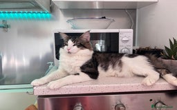 Maine Coon gatti in vendita: Cuccioli di Maine coon a Provincia di Mantova - Immagine 9
