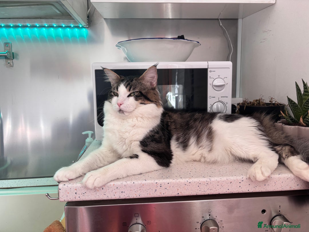 Maine Coon gatti in vendita: Cuccioli di Maine coon a Provincia di Mantova - Immagine 9