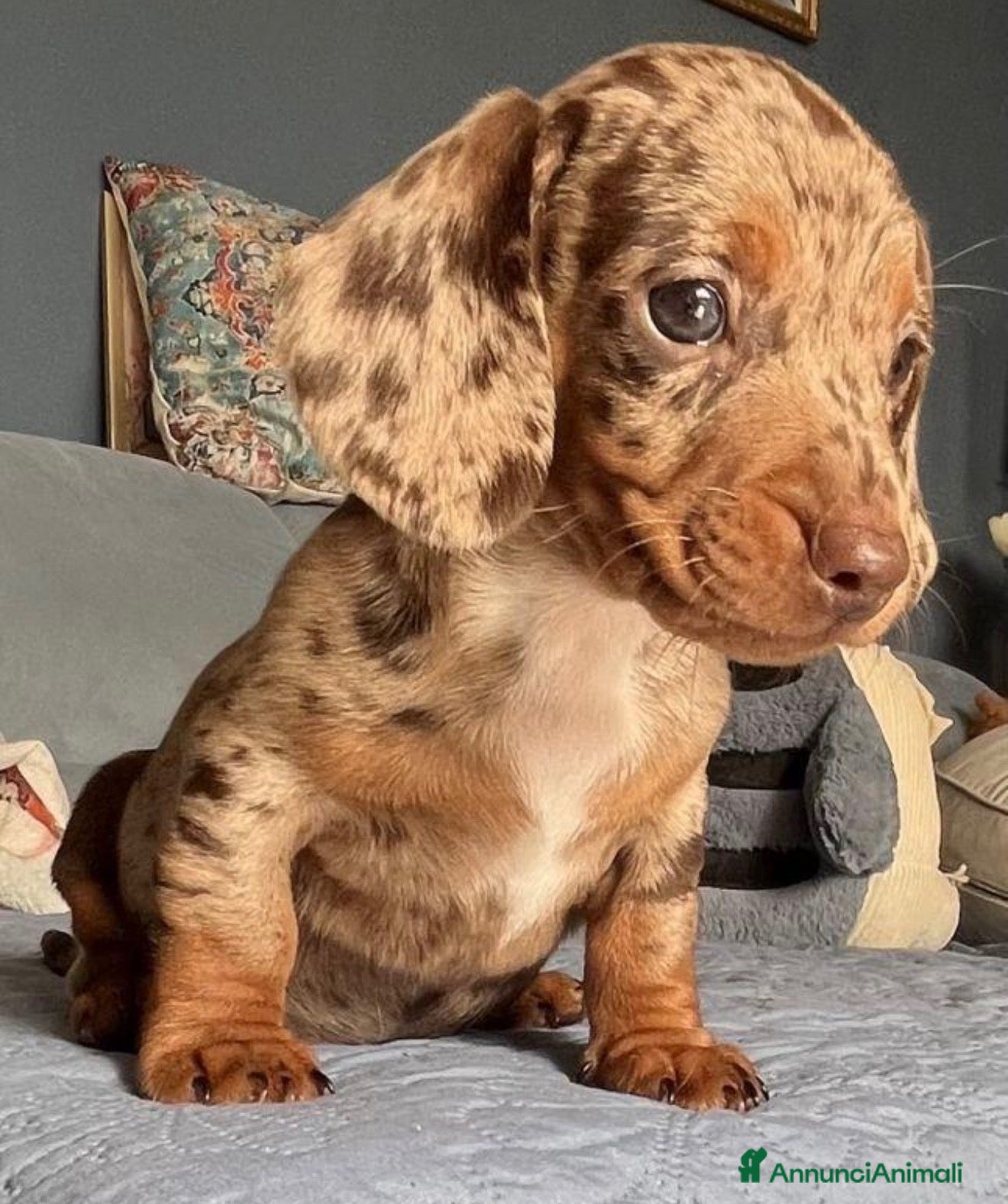 Bassotto cani Bassotti toy - Annuncio 3