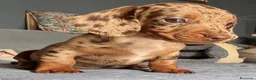 Bassotto cani in vendita: Bassotti toy - Annuncio 1