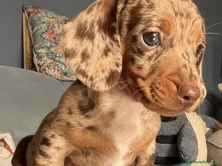 Bassotto cani Bassotti toy - Annuncio 3