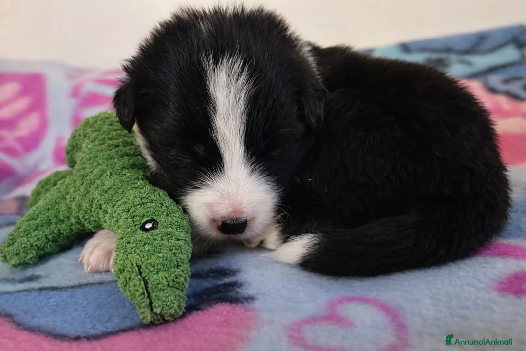 Border Collie cani in vendita: Border collie cuccioli disponibili  - Annuncio 3