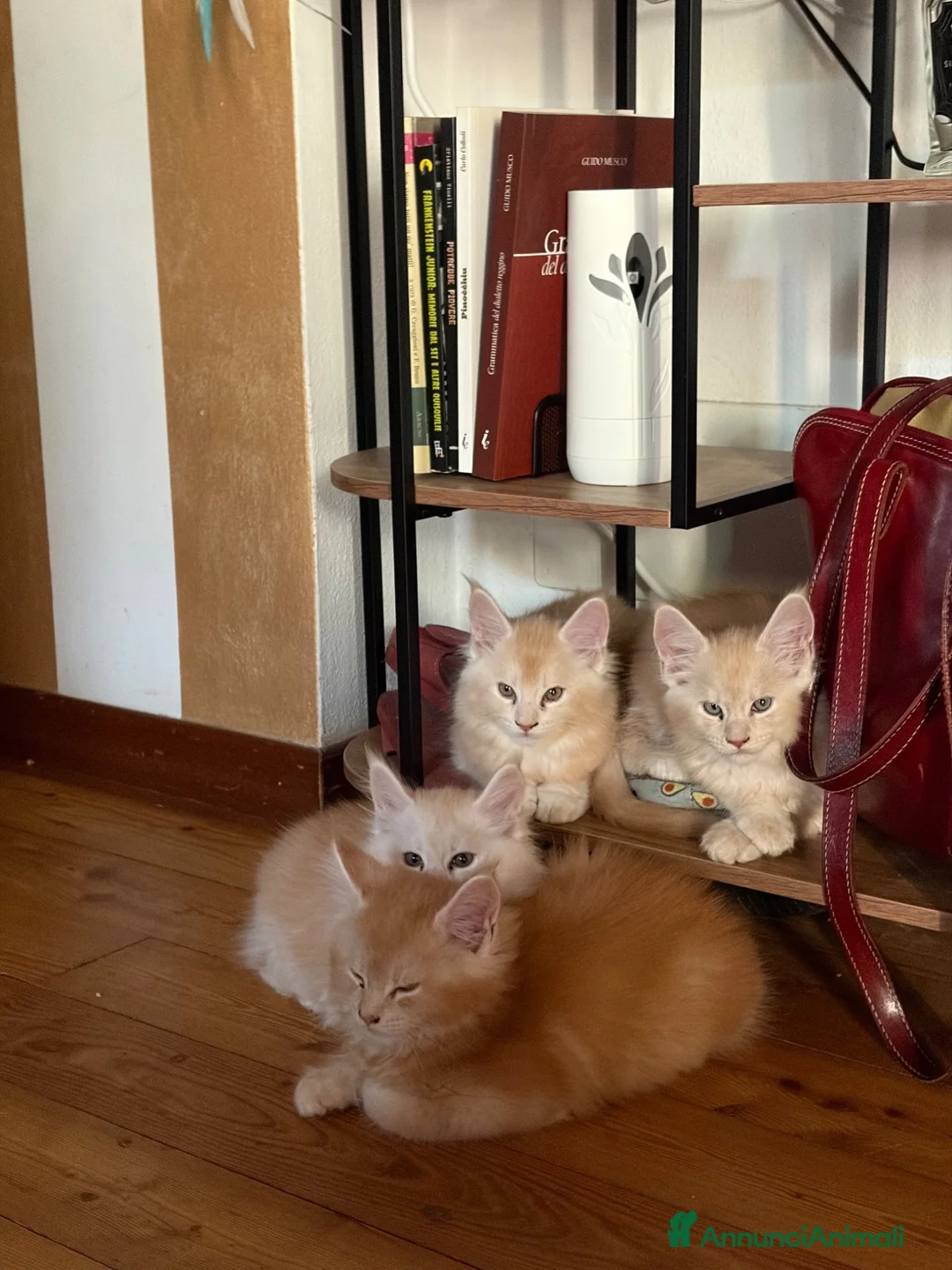 Maine Coon gatti in vendita: Cuccioli Maine Coon con Pedigree ANFI a Provincia di Bergamo - Annuncio 2
