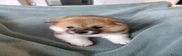 Shiba Inu cani in vendita: Cucciolo di Shiba Inu - Annuncio 3