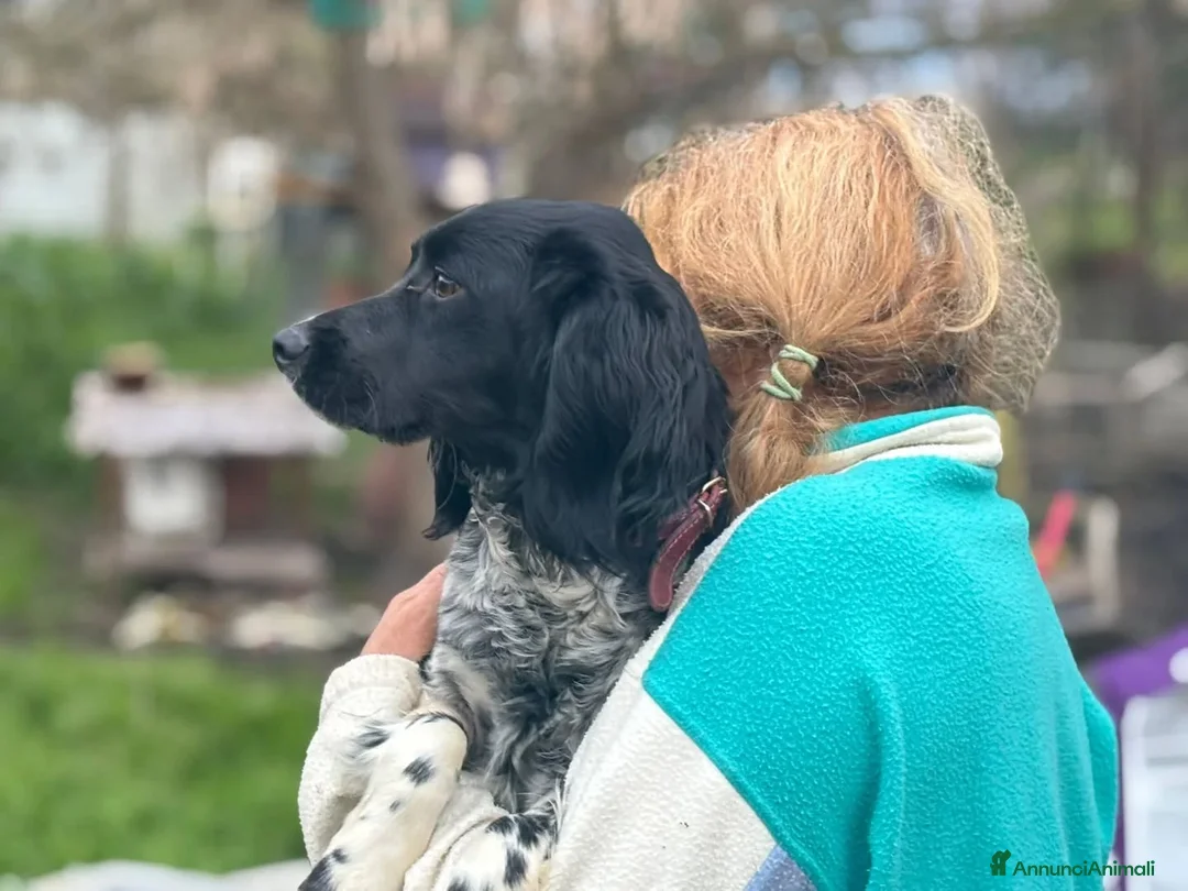 Breton cani in regalo: ALEX epagneul breton 9 mesi cerca casa in adozione - Annuncio 2