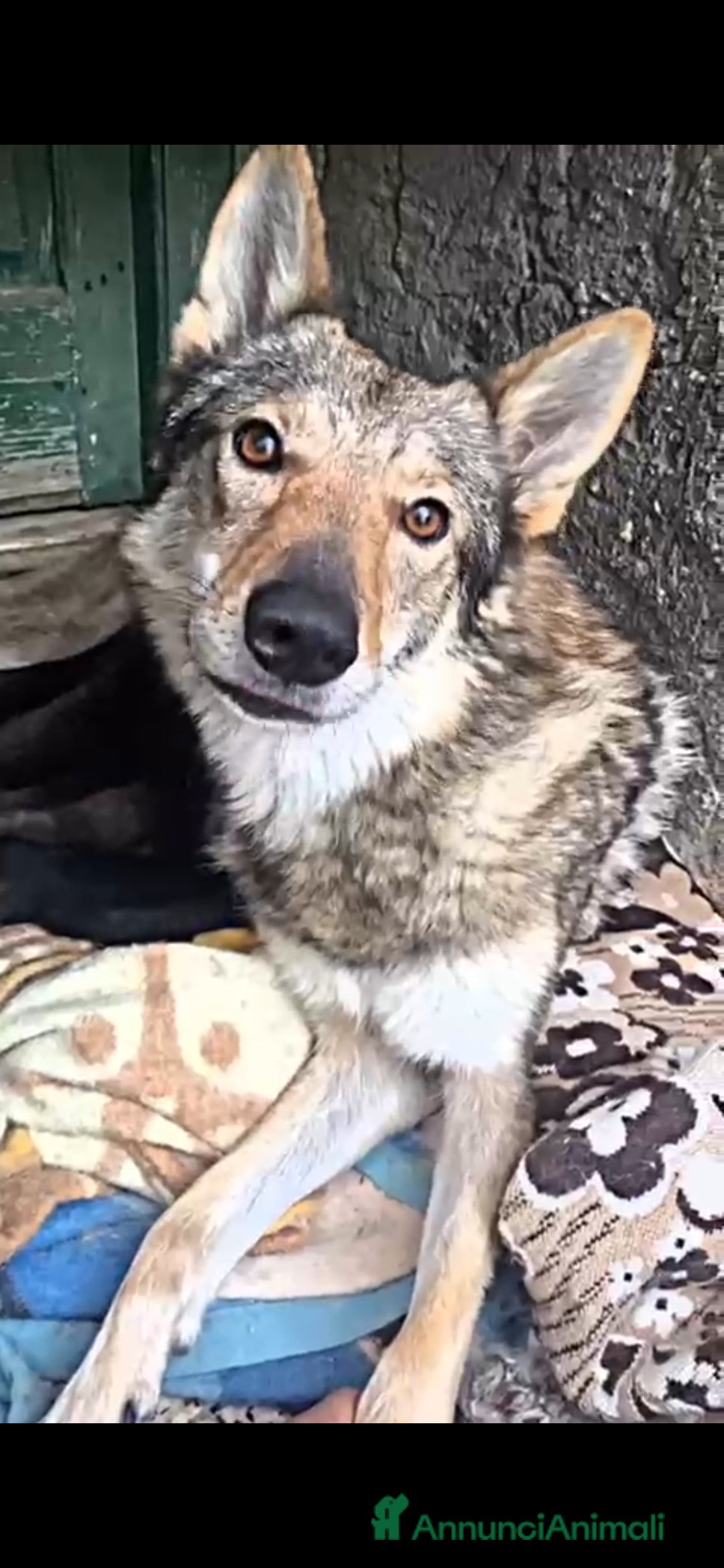 Lupo Cecoslovacco cani in vendita: Cuccioli di lupo cecoslovacco - Annuncio 1