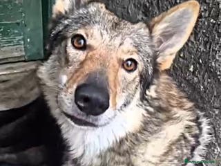 Lupo Cecoslovacco cani Cuccioli di lupo cecoslovacco - Annuncio 2