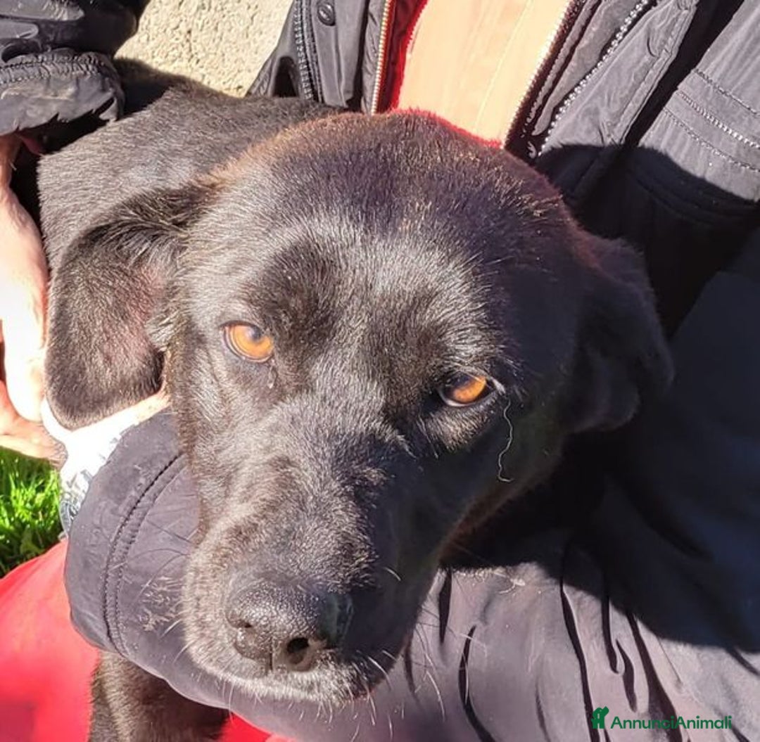 Labrador cani in regalo: Bibbi' la gioia del suo essere ti prende il cuore - Annuncio 7