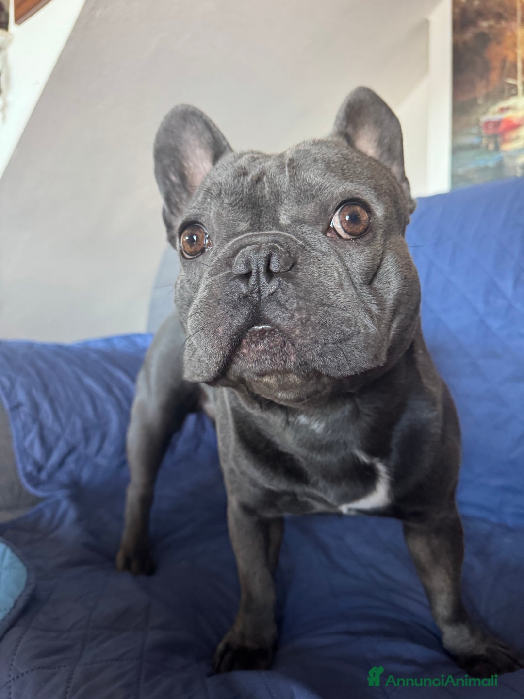 Bulldog Francese cani per accoppiamento: Lion Texas vuole diventare papino - Annuncio 6