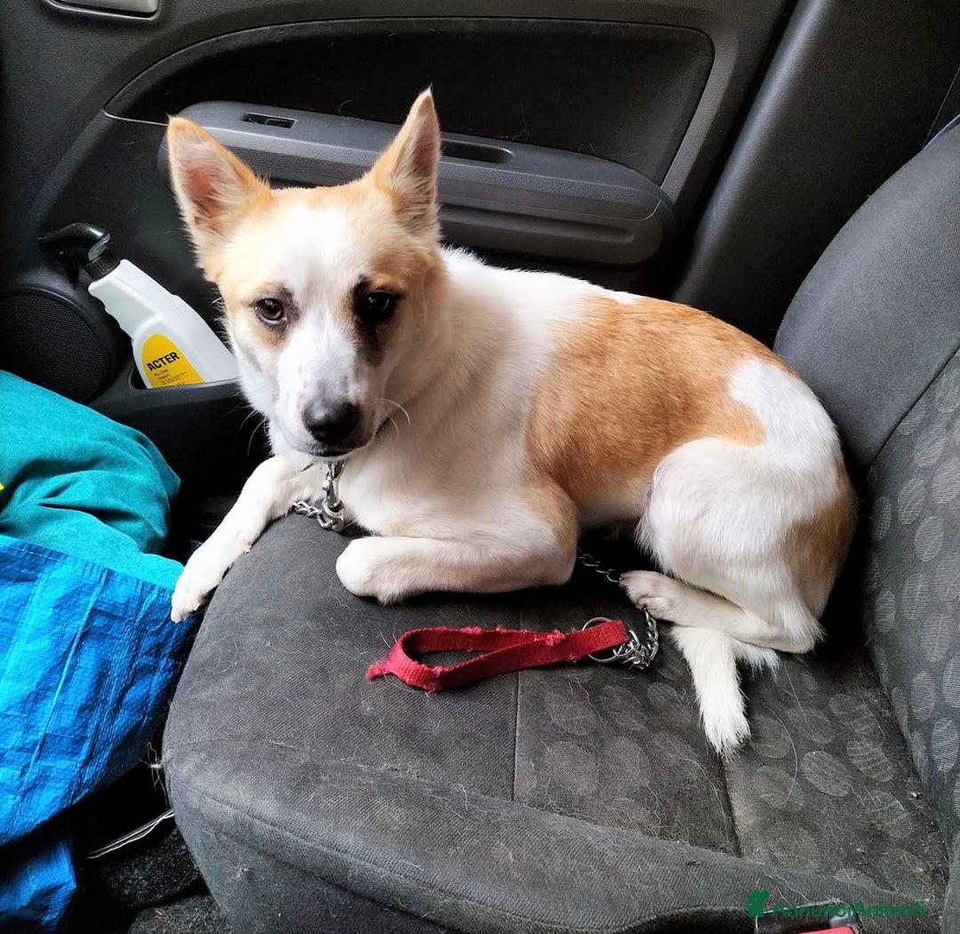 Meticcio cani in regalo: Nuvola dolcissima cagnolina taglia piccola  - Annuncio 1