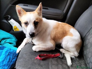 Meticcio cani Nuvola dolcissima cagnolina taglia piccola - Annuncio 1