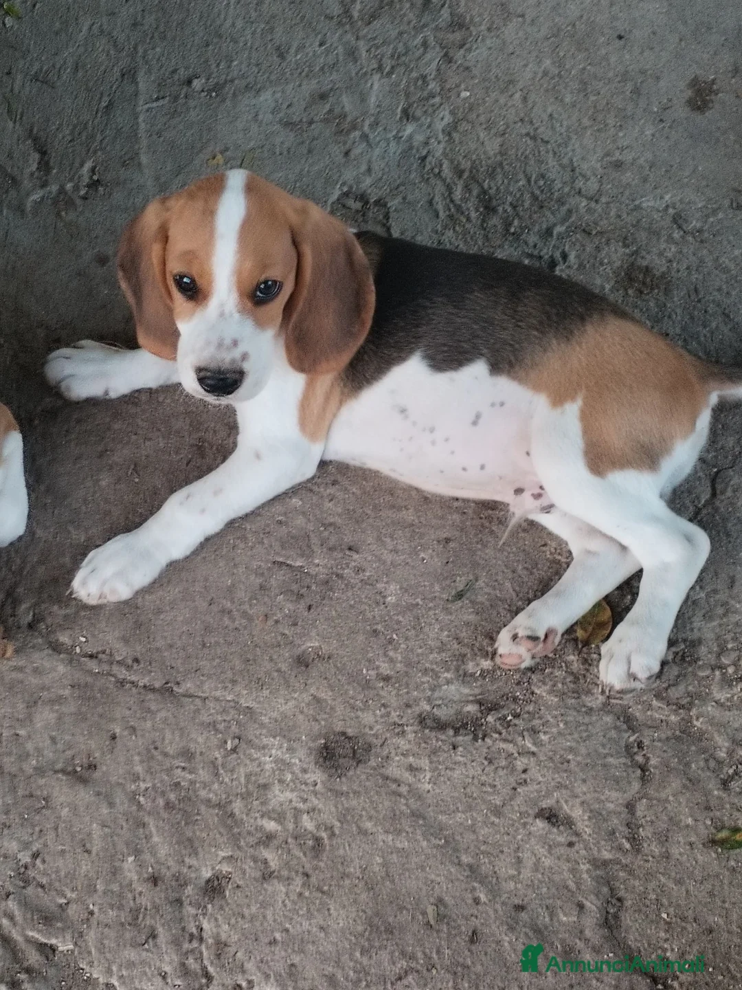 Beagle cani in vendita: Bellissimi cuccioli Beagle  - Annuncio 2