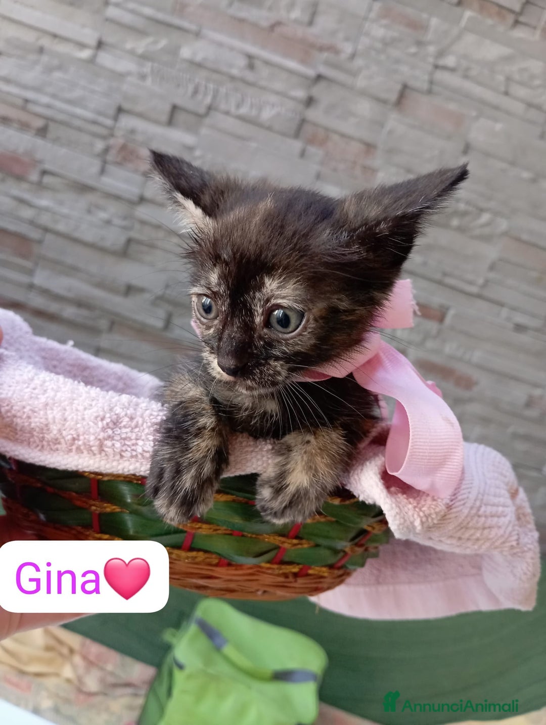 Meticcio gatti in regalo: Gattini dolcissimi cercano casa  a Città metropolitana di Milano - Immagine 2