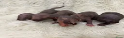 Sphynx gatti in vendita: Sphynx o gatto nudo - Annuncio 4