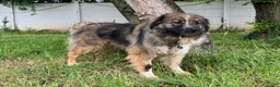 Meticcio cani in regalo: PRUGNA STUPENDA CAGNOLONA - Annuncio 2