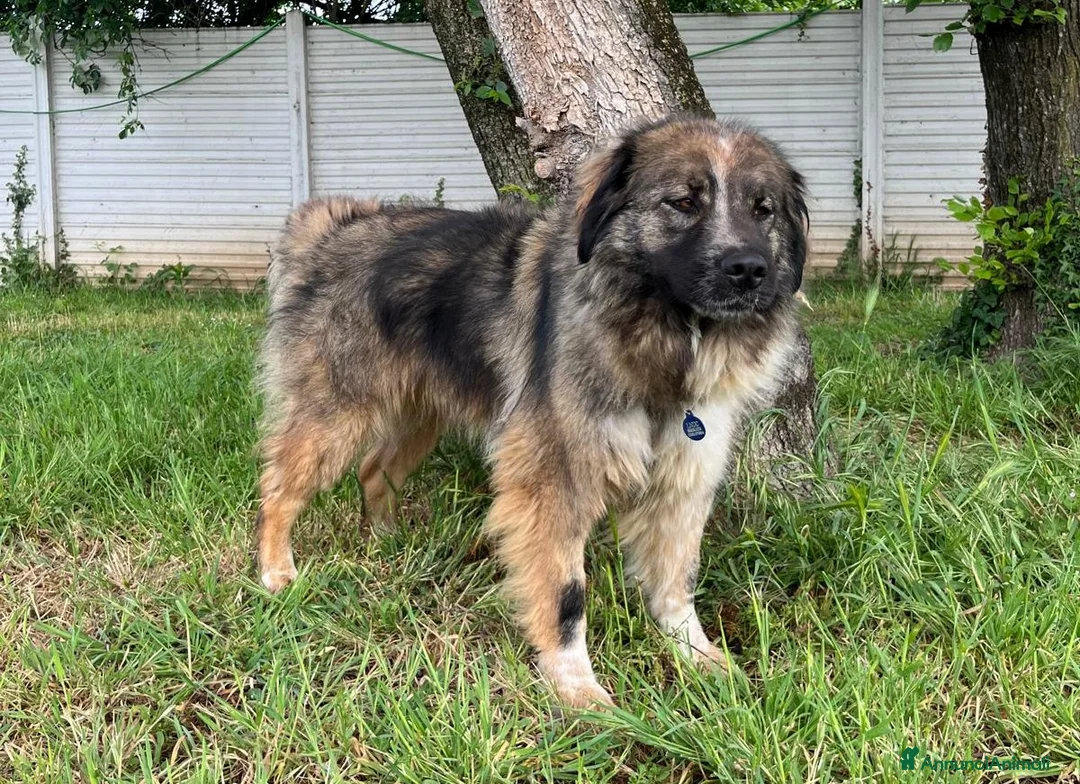 Meticcio cani in regalo: PRUGNA STUPENDA CAGNOLONA - Annuncio 2