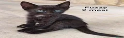 Altre razze gatti in regalo: MICINI, URGENTE!!! TEMPO SCADUTO  a Provincia di Arezzo - Annuncio 7