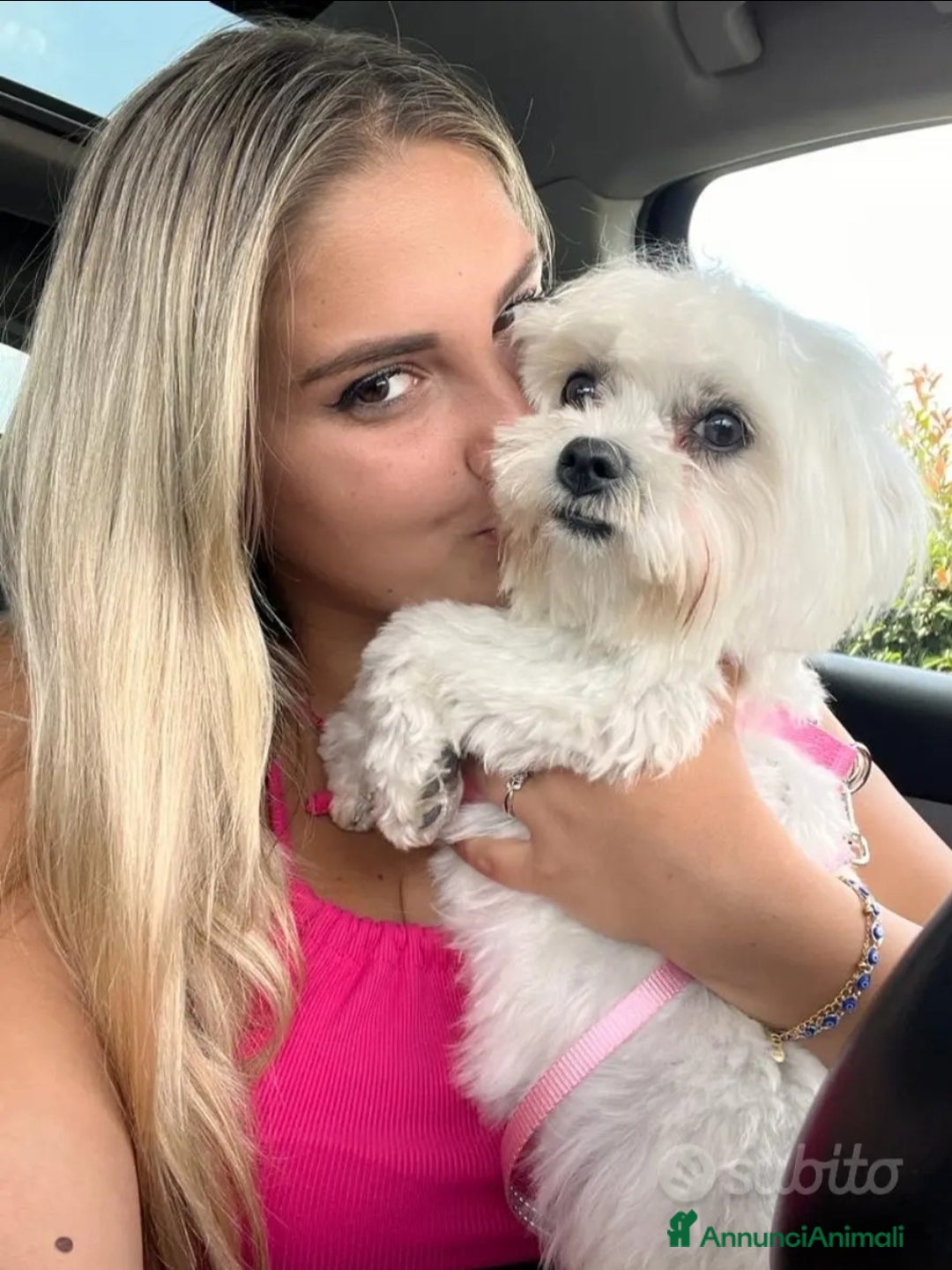 Maltese cani in vendita: Maltesi  - Annuncio 1