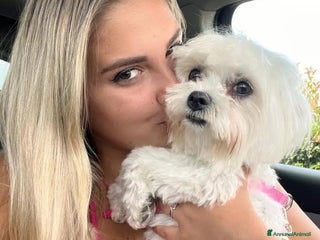 Maltese cani Maltesi - Annuncio 38