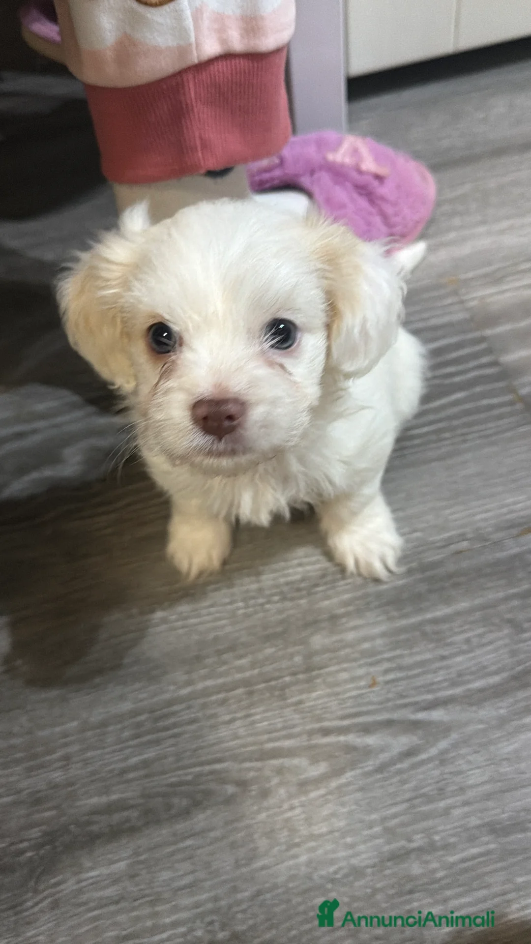 Meticcio cani in vendita: Ciao a tutti  - Annuncio 3