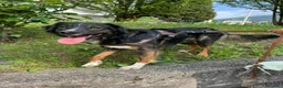 Meticcio cani in regalo: duke  - Annuncio 3