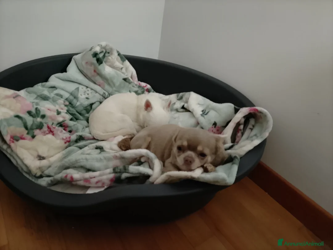 Chihuahua cani in vendita: Chihuahua pedigree ENCI  - Annuncio 2