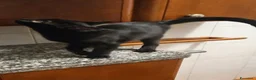 Meticcio gatti in regalo: Buio micio nero - Annuncio 3