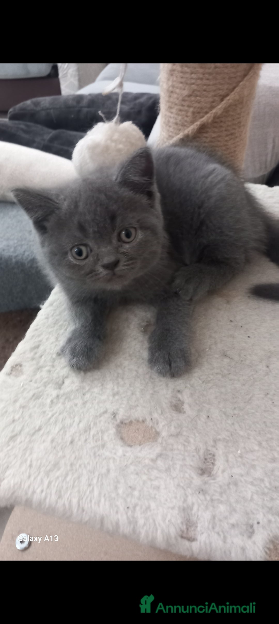 Scottish gatti Schottich Straight  - Annuncio 2