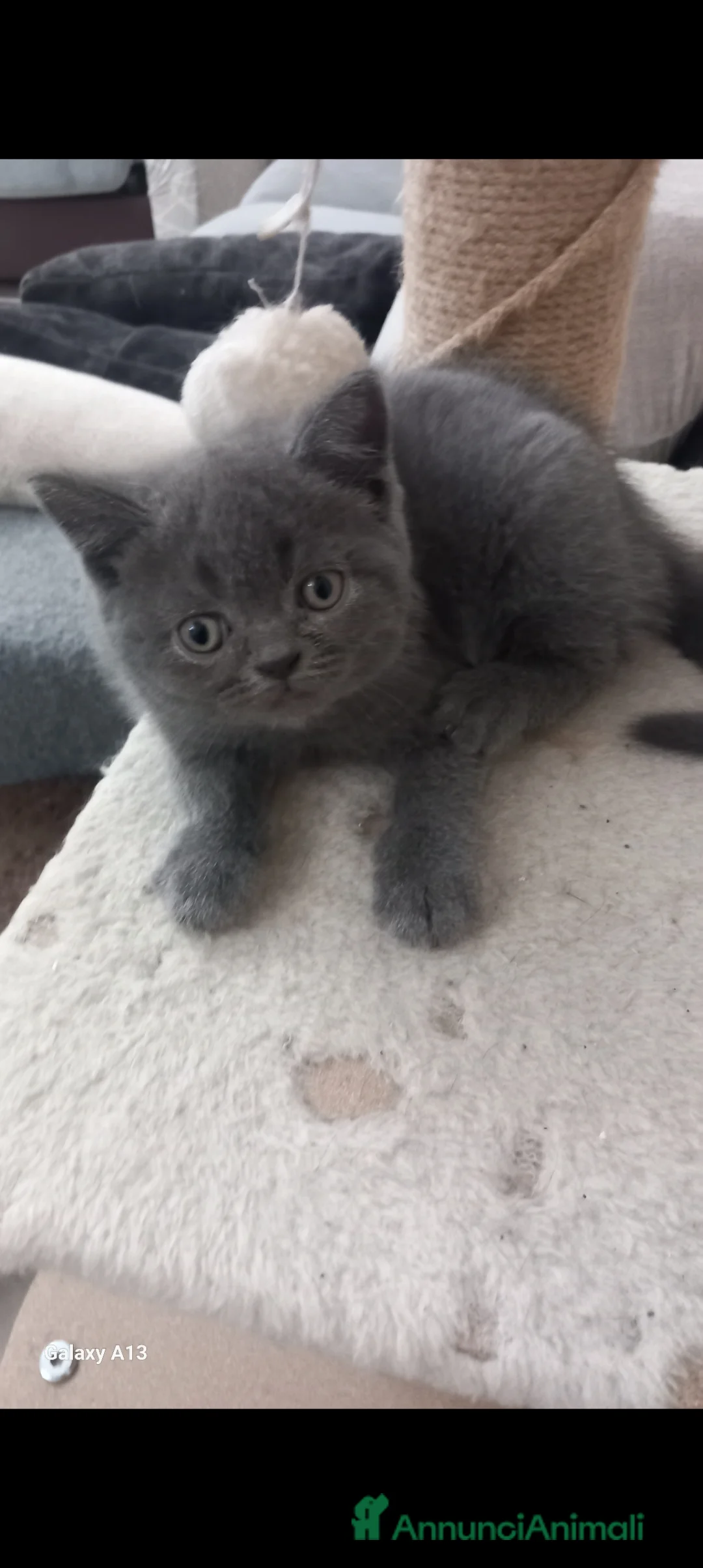 Scottish gatti in vendita: Schottich Straight  - Annuncio 2