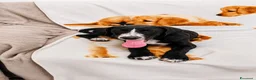 Meticcio cani in regalo: lola merlino - Annuncio 3