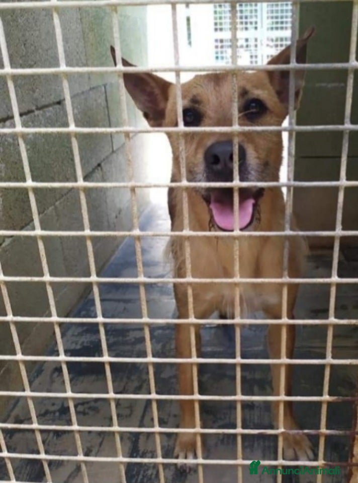 Meticcio cani Baffo adulto non abbaia neanche +,rassegnato! SUD a Città metropolitana di Milano - Annuncio 2