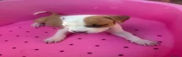 American Staffordshire cani in vendita: Cuccioli Amstaff  - Annuncio 3