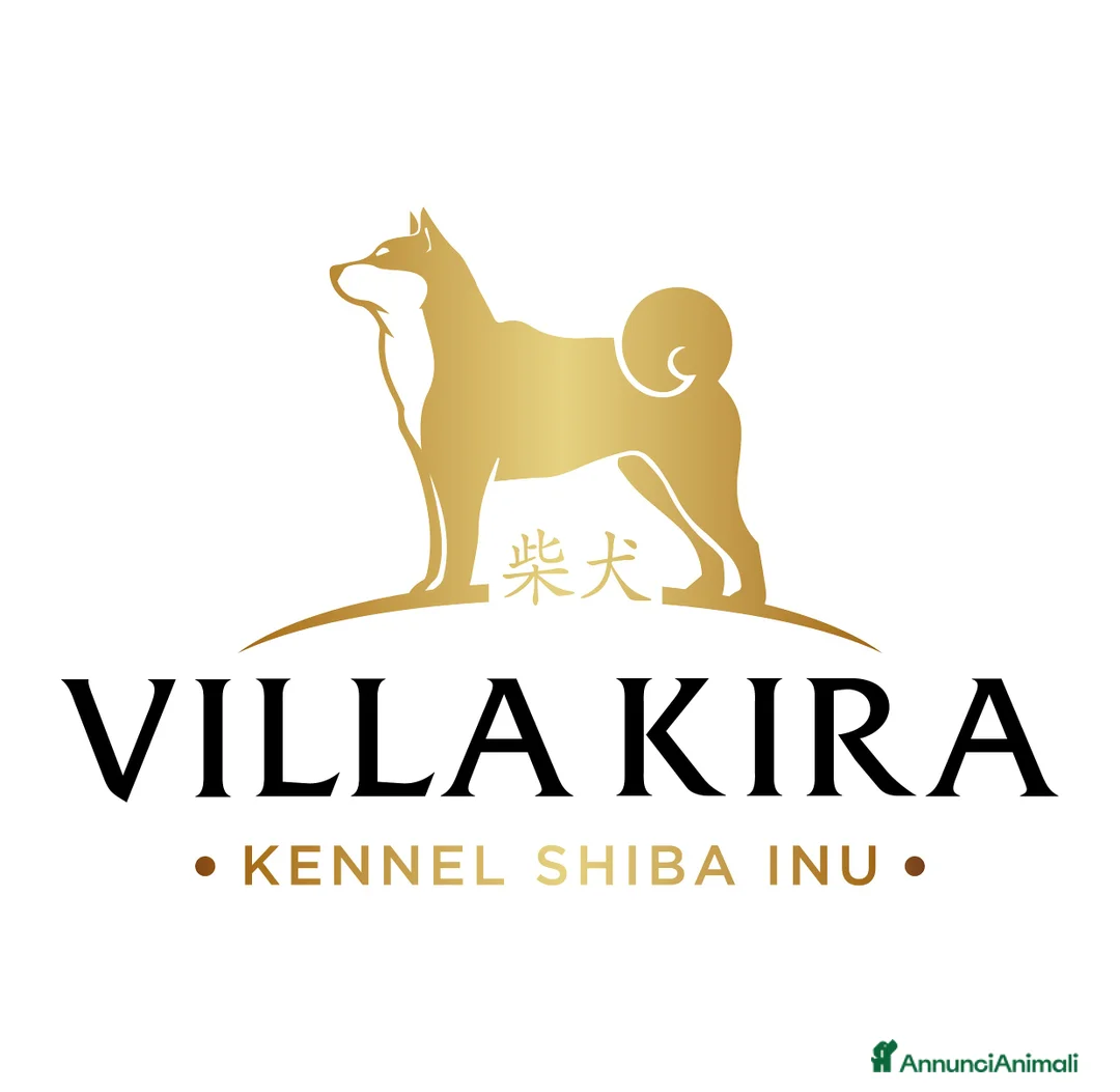 Immagine della galleria {{count}}