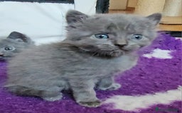 Certosino gatti in vendita: cuccioli di razza certosino  a Ente di decentramento regionale di Udine - Immagine 3